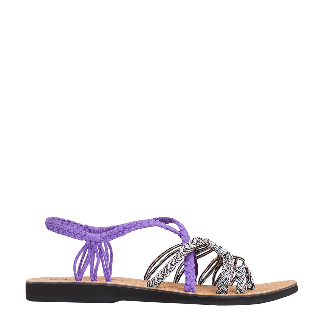 Explore Purple Zebra